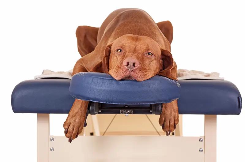 dog on massage table